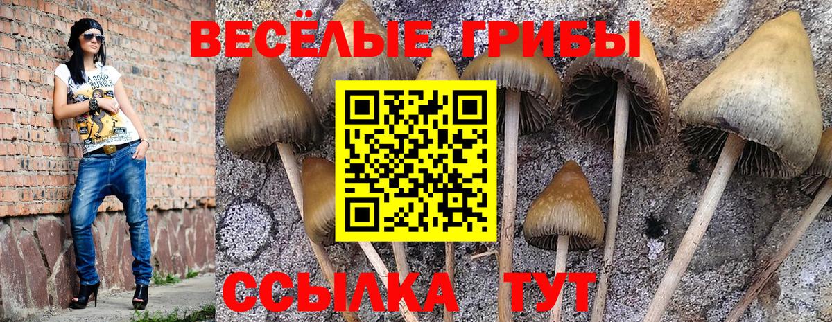 Псилоцибиновые грибы Cubensis  Вход с VPN  наркотики  Галлюциногенные грибы Psilocybe  Баксан 